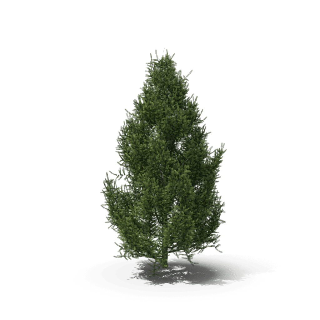 Spruce Tree