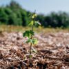 Boom met impact - Afbeelding 8
