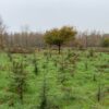 Boom met impact - Afbeelding 6
