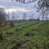 Boom met impact - Afbeelding 10