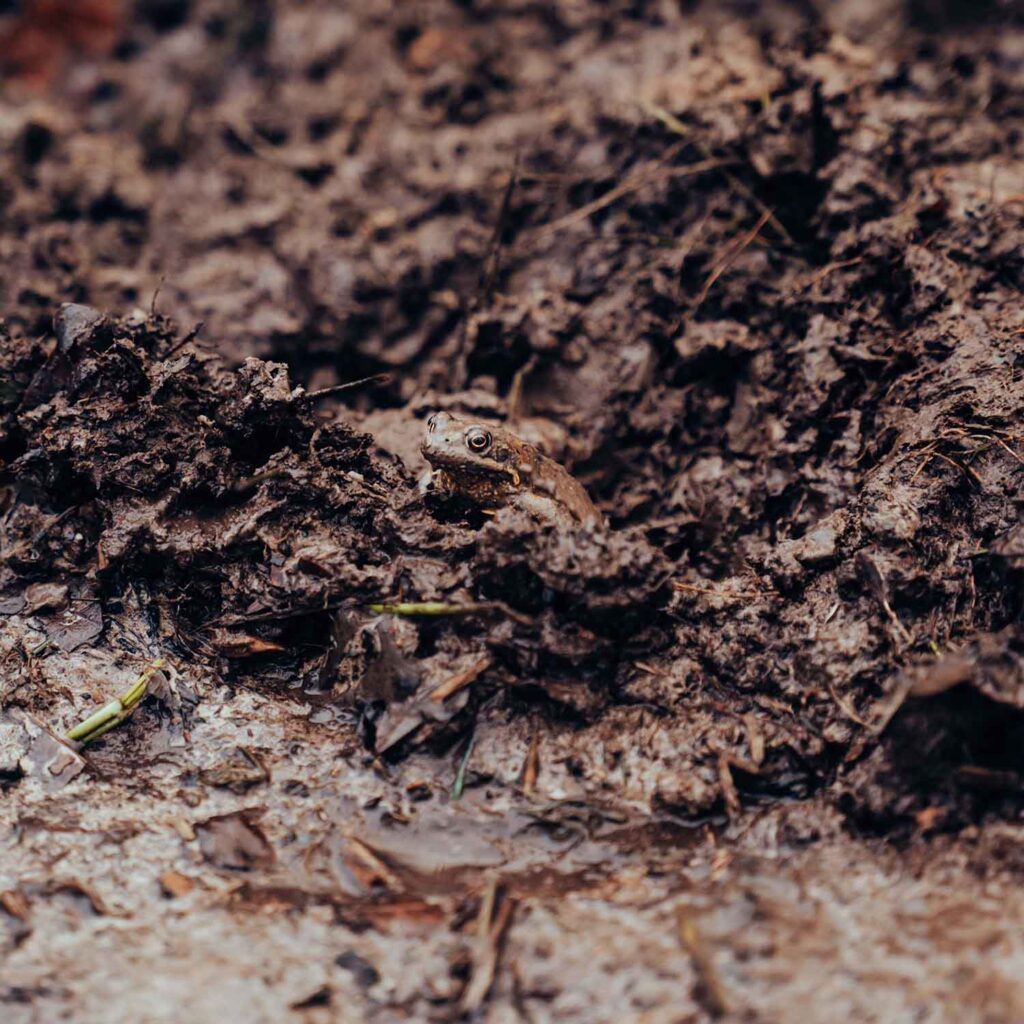 Biodiversity monitoring