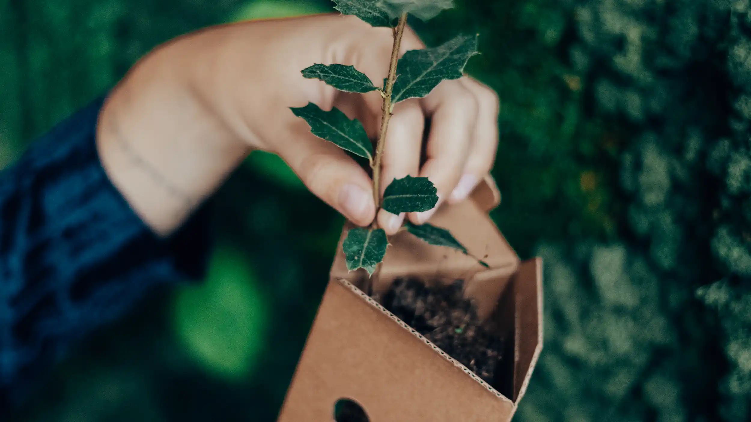 20241122_Tree_Gifts_by_Jacob-12